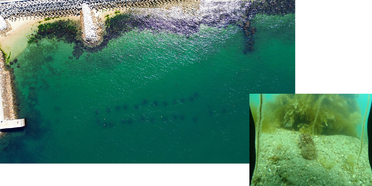 安定した海中林の形成(藻場造成)生態系の維持と藻場の新たな価値創造01 画像