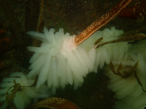 藻場造成機能（ブルーカーボンの評価） 画像02