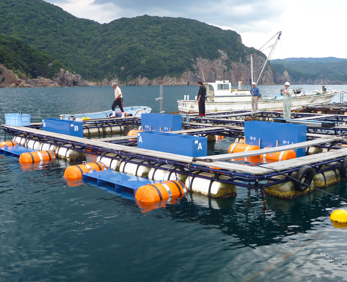 魚病防止策、効率的な給餌システム 画像