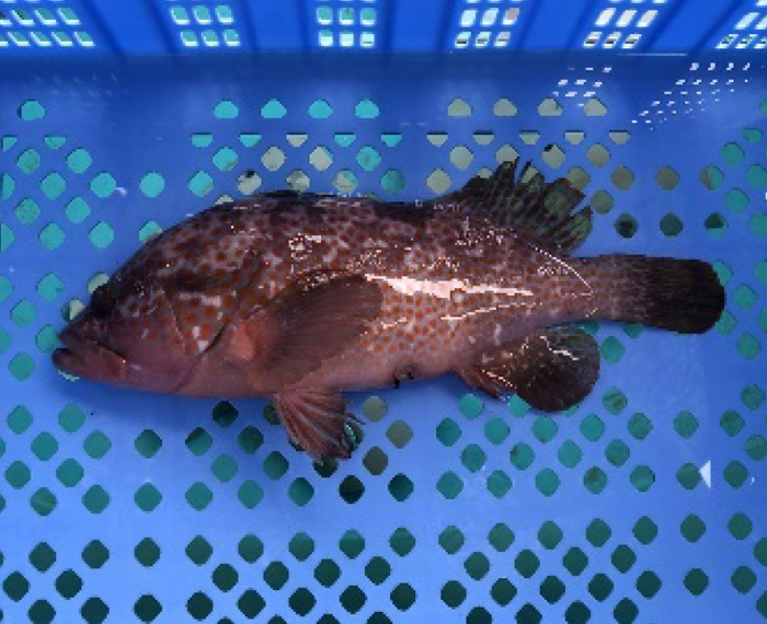 魚種の確保と育成 画像