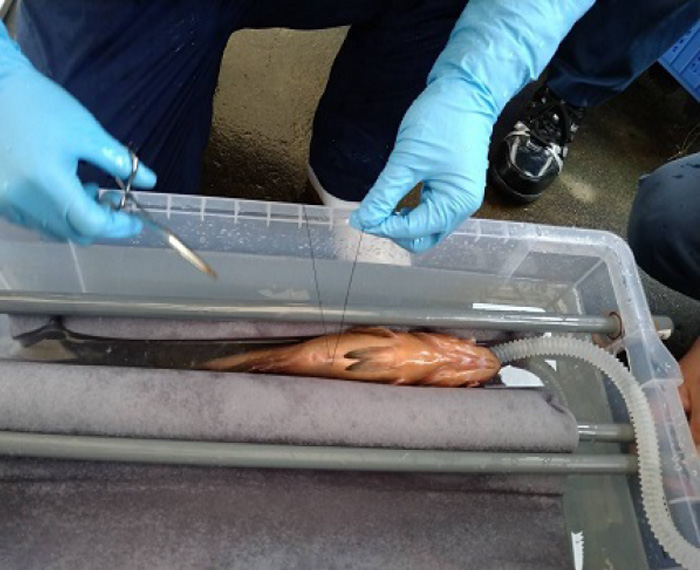 ロギング機器の選定及び適切な装着方法 画像