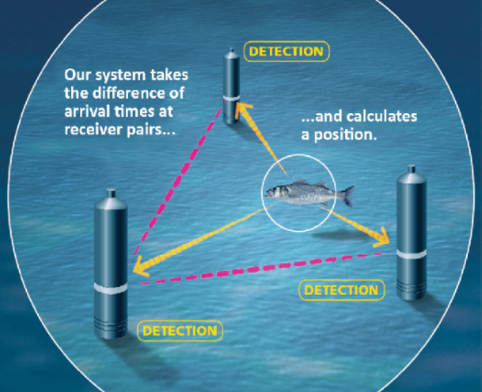 遊走子解析及び放流魚追跡調査02 画像